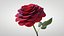 Hyperreal Rose Flower Animated
