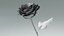Hyperreal Rose Flower Animated