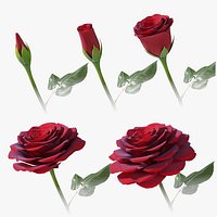 Hyperreal Rose Flower Animated