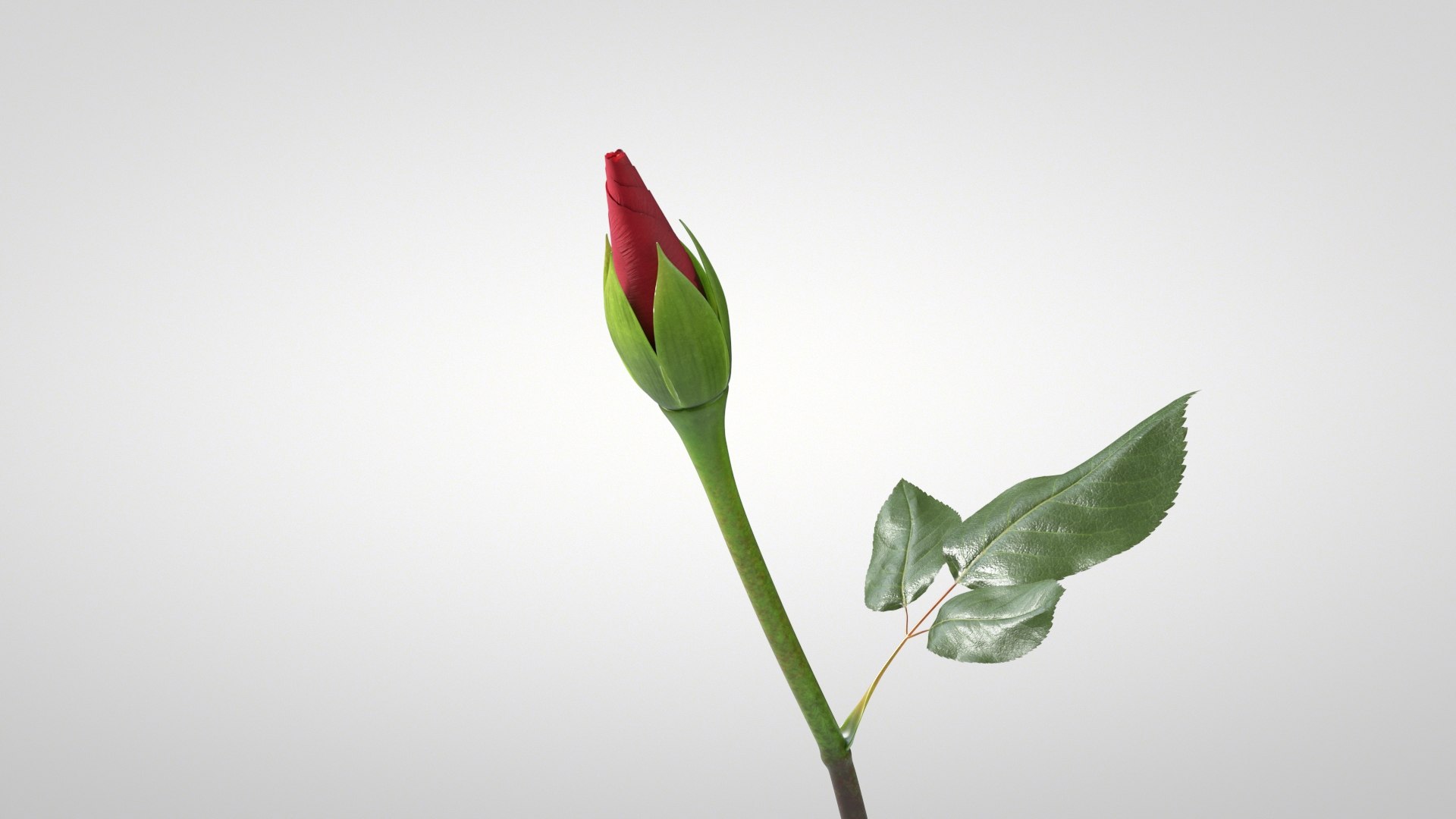 3D model Hyperreal Rose Flower Animated https://p.turbosquid.com/ts-thumb/qr/j35Rm8/ZQ/rose_animated_01/jpg/1772105541/1920x1080/fit_q87/826438e8a32136735ecee9e88e3fb59c90c15d9d/rose_animated_01.jpg