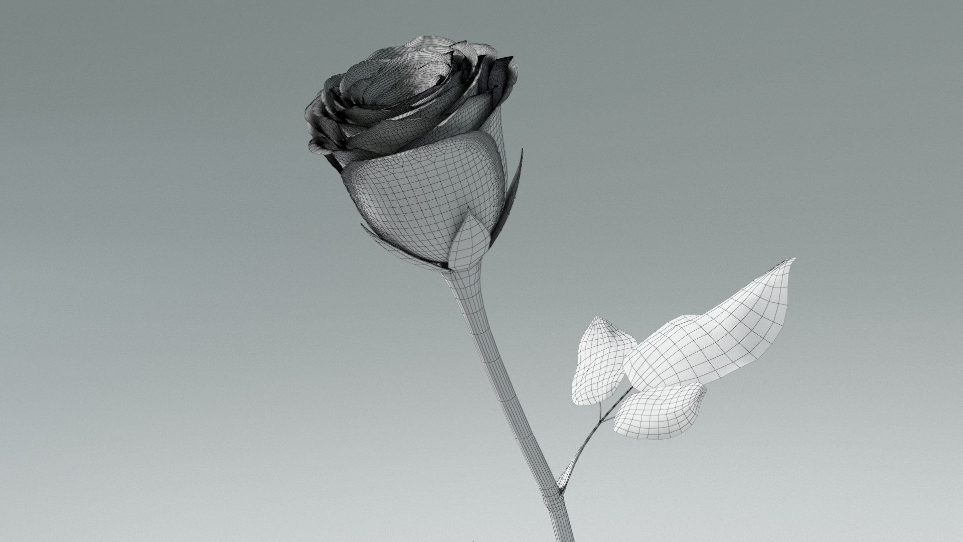 3D model Hyperreal Rose Flower Animated https://p.turbosquid.com/ts-thumb/qr/j35Rm8/bU/rose_animated_wf_03/jpg/1772105761/1920x1080/fit_q87/f1ebd4c6d31e0aabd1e982a9c7361280fce5435e/rose_animated_wf_03.jpg