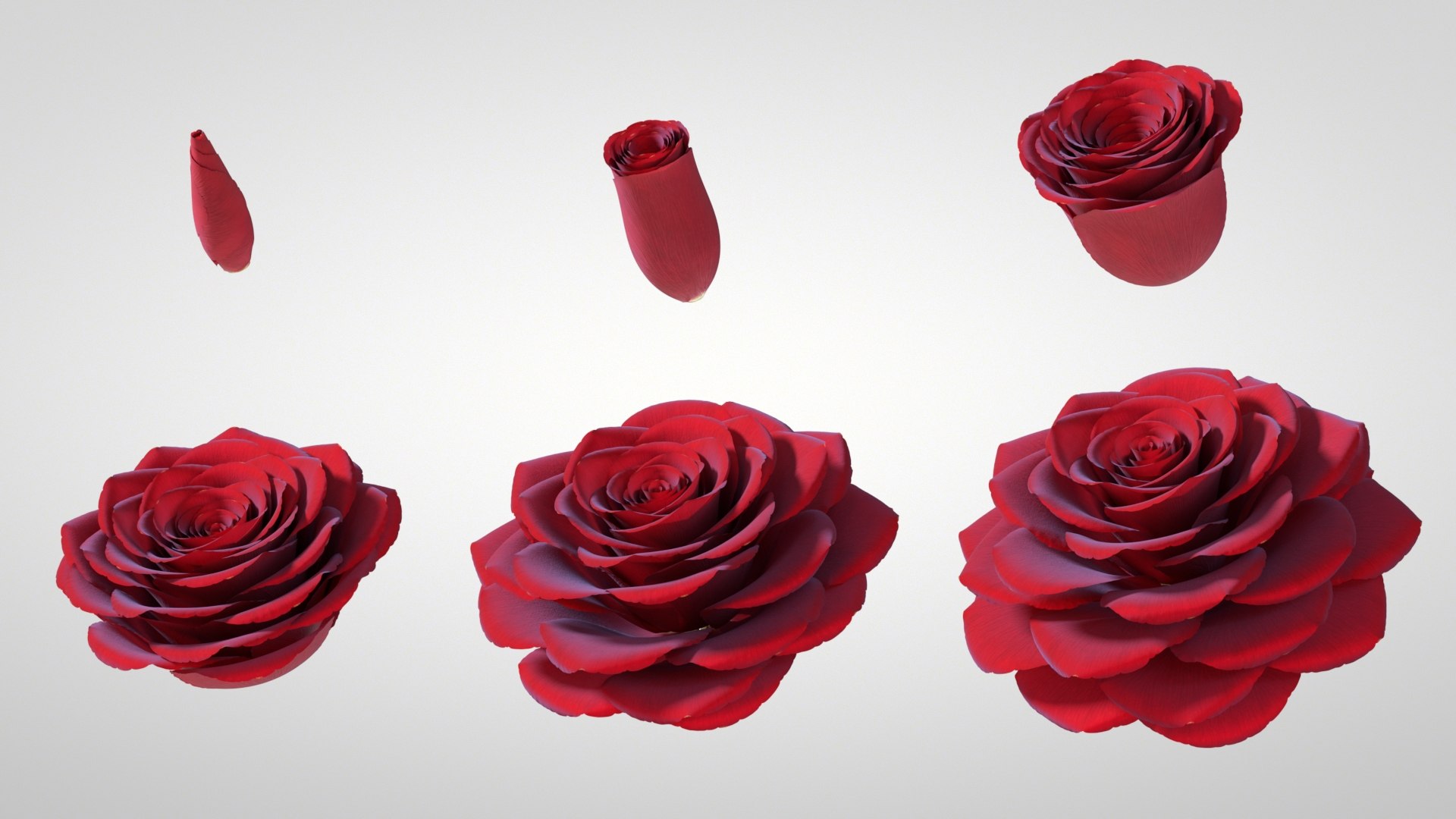 3D model Hyperreal Rose Flower Animated https://p.turbosquid.com/ts-thumb/qr/j35Rm8/qM/rose_animated_main3/jpg/1772105520/1920x1080/fit_q87/f281ab98d7ed1d57753579136874f71fae4f7093/rose_animated_main3.jpg