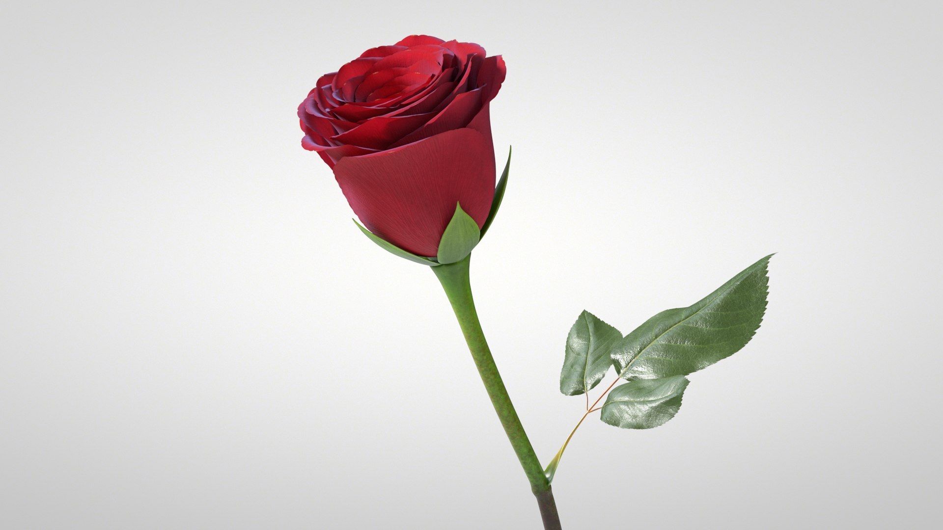 3D model Hyperreal Rose Flower Animated https://p.turbosquid.com/ts-thumb/qr/j35Rm8/t6/rose_animated_03/jpg/1772105543/1920x1080/fit_q87/a1df5c365b0fe00ded98649b12e9724817dcb2c6/rose_animated_03.jpg