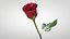 Hyperreal Rose Flower Animated