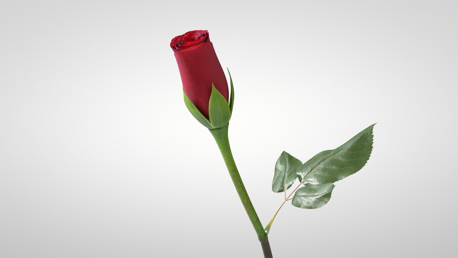3D model Hyperreal Rose Flower Animated https://p.turbosquid.com/ts-thumb/qr/j35Rm8/vc/rose_animated_02/jpg/1772105541/1920x1080/fit_q87/16d8ef9c72e72a003591f52053a5409b63a18dc8/rose_animated_02.jpg