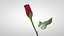 Hyperreal Rose Flower Animated
