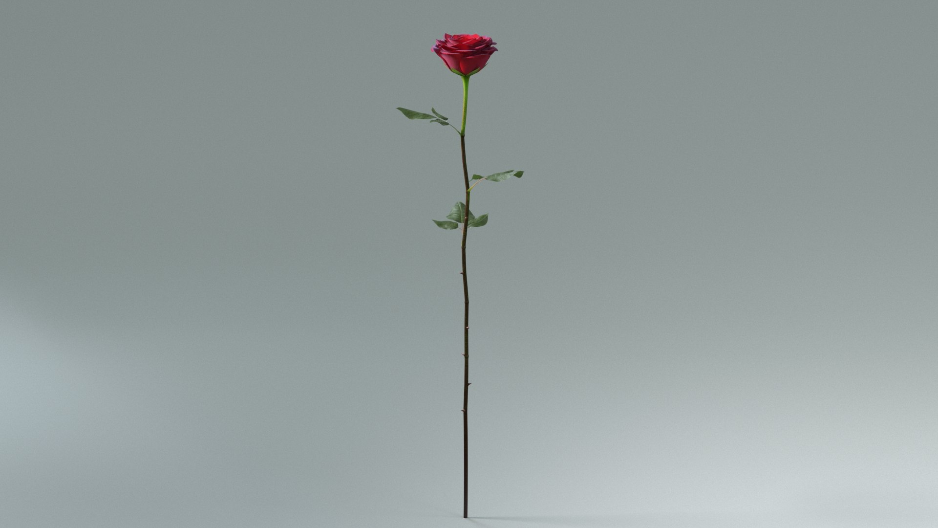 3D model Hyperreal Rose Flower Animated https://p.turbosquid.com/ts-thumb/qr/j35Rm8/xM/rose_animated_full_02/jpg/1772105550/1920x1080/fit_q87/ad91c594a2580e03d0bc5c5da2fcc5f028567aef/rose_animated_full_02.jpg