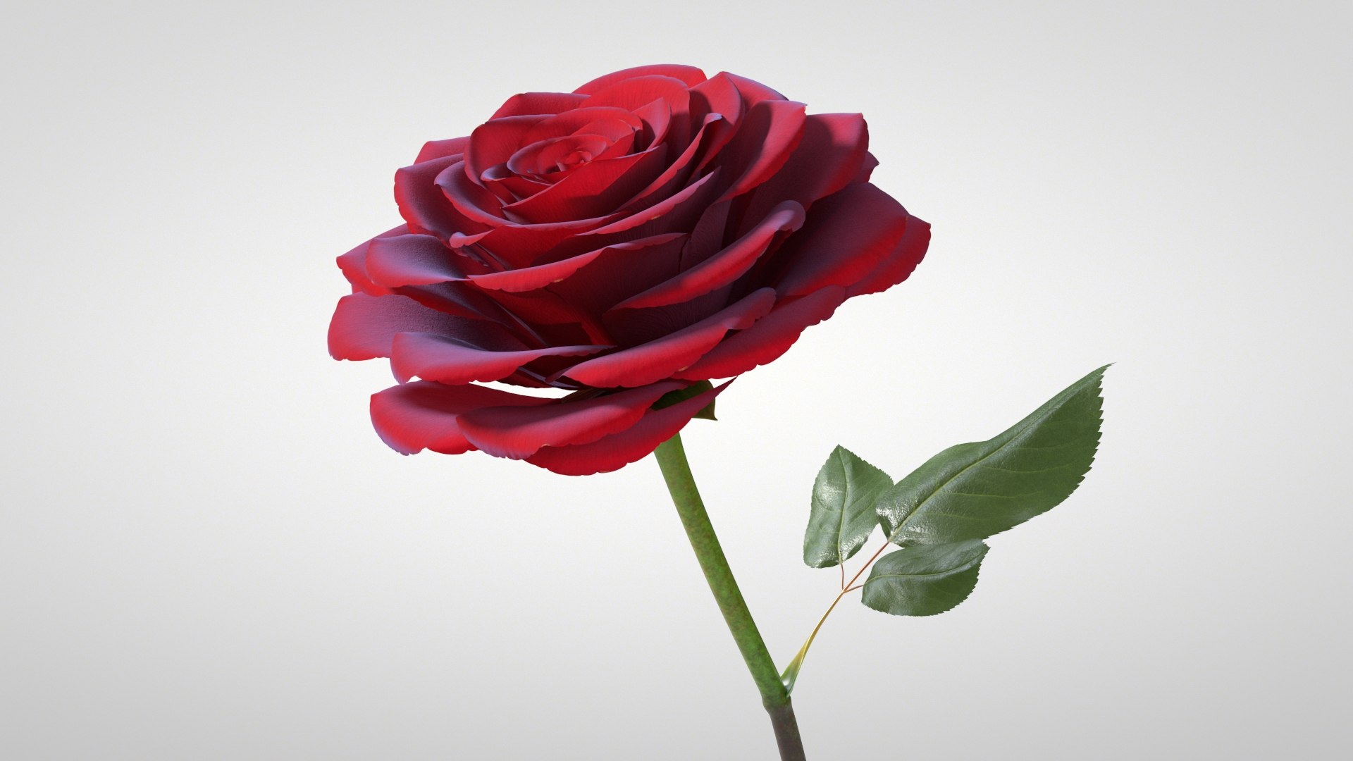 3D model Hyperreal Rose Flower Animated https://p.turbosquid.com/ts-thumb/qr/j35Rm8/ys/rose_animated_05/jpg/1772105545/1920x1080/fit_q87/2e25aed72b8fc23179a53351c2d97643853595aa/rose_animated_05.jpg