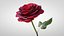 Hyperreal Rose Flower Animated