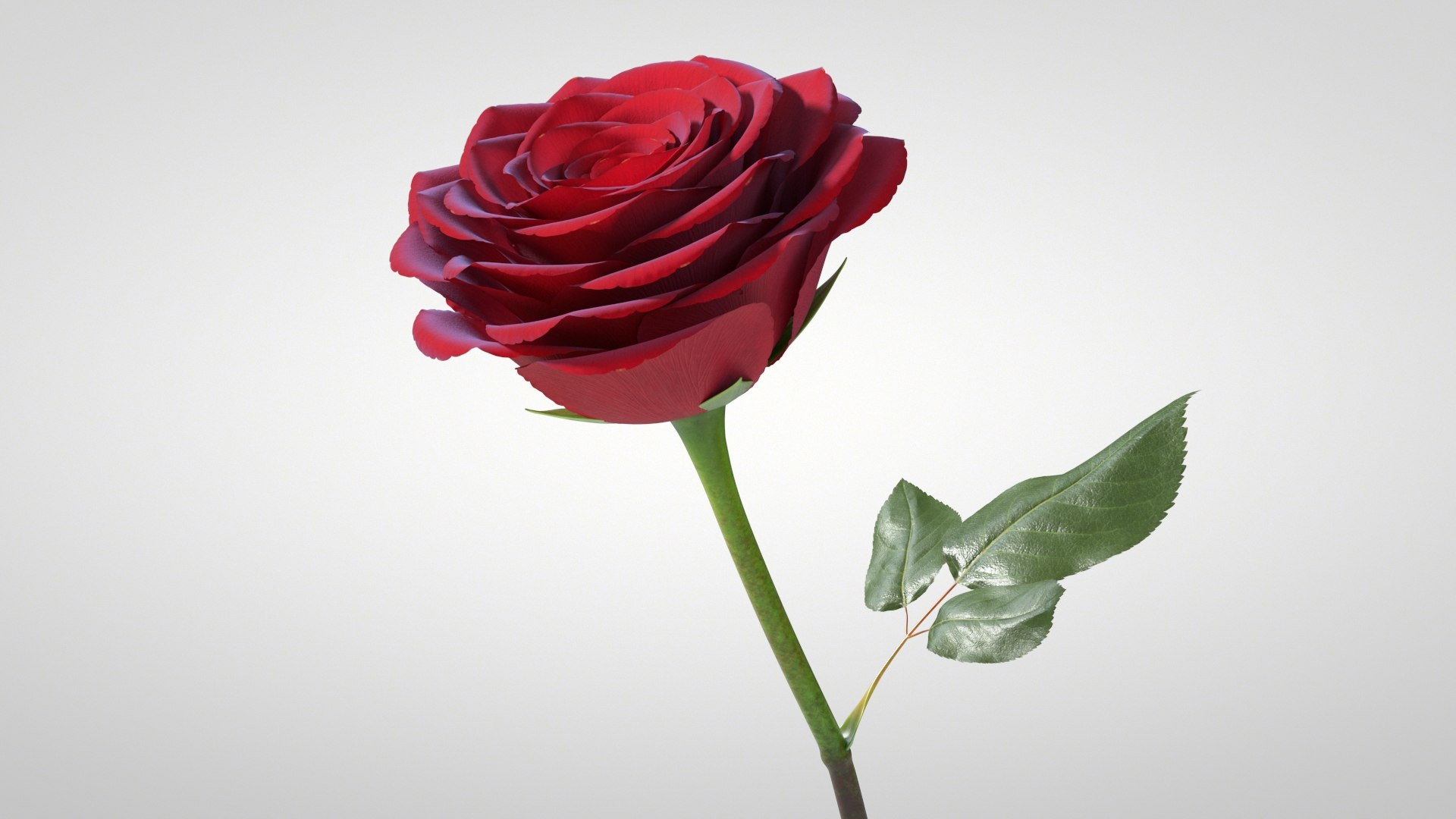 3D model Hyperreal Rose Flower Animated https://p.turbosquid.com/ts-thumb/qr/j35Rm8/ze/rose_animated_04/jpg/1772105545/1920x1080/fit_q87/f15b94af74e20d0738b0550eff68ed49761f2f40/rose_animated_04.jpg