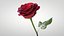 Hyperreal Rose Flower Animated