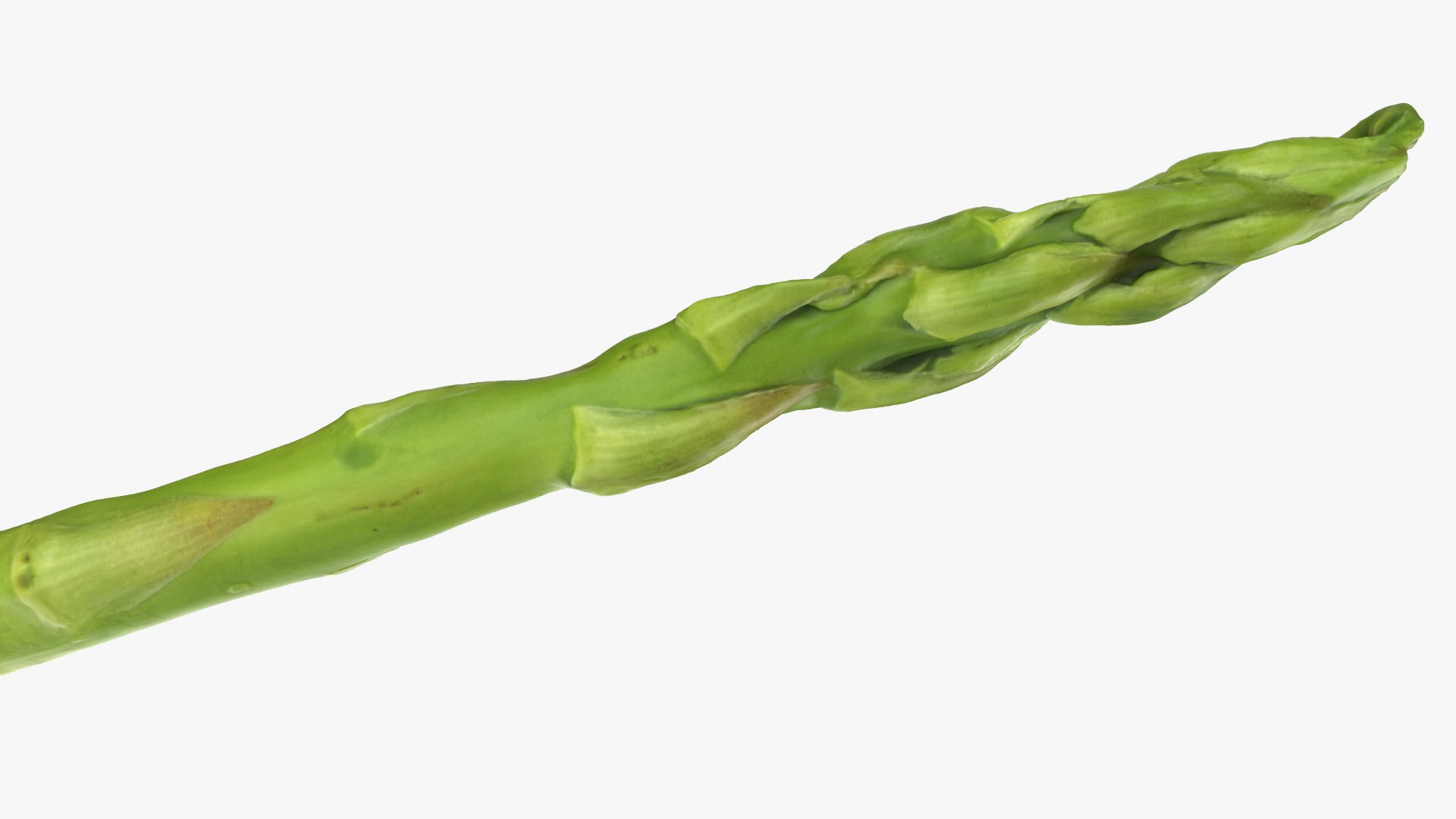 3D Asparagus 01 - Raw Scan model https://p.turbosquid.com/ts-thumb/qr/lEoHaU/dN/asparagus01_0012/png/1758428673/1920x1080/fit_q87/46cafc5058bd6200438cf9c7be4978a24eb4aa57/asparagus01_0012.jpg