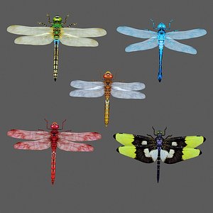 3D dragonfly dragon fly