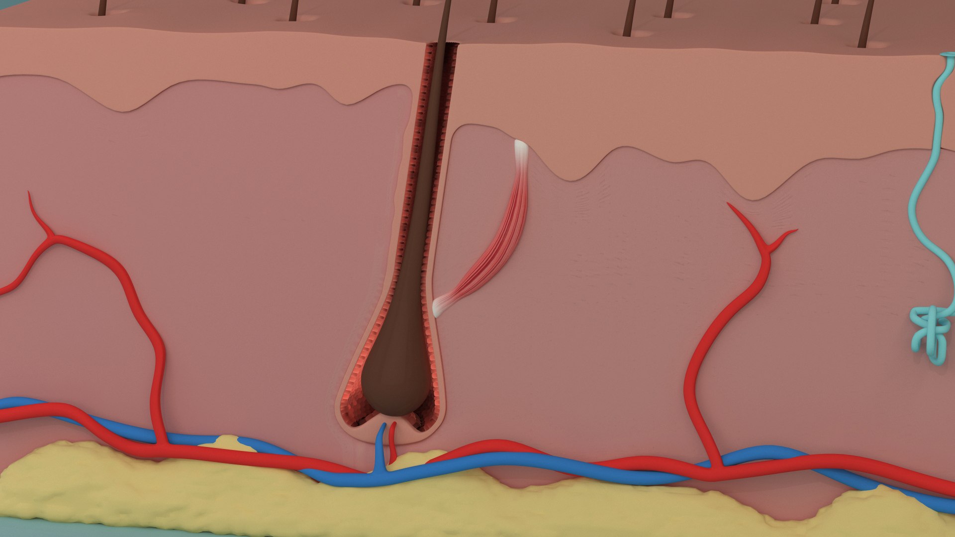 Skin Section Hair Grow ANIMATED Model - TurboSquid 1945239