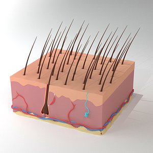 Skin  section Hair grow ANIMATED model