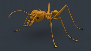 ant atta cephalotes 3d c4d