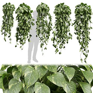 3D Collection plant vol 609 - Hanging - Pothos - Araceae - Ampelous - devils ivy