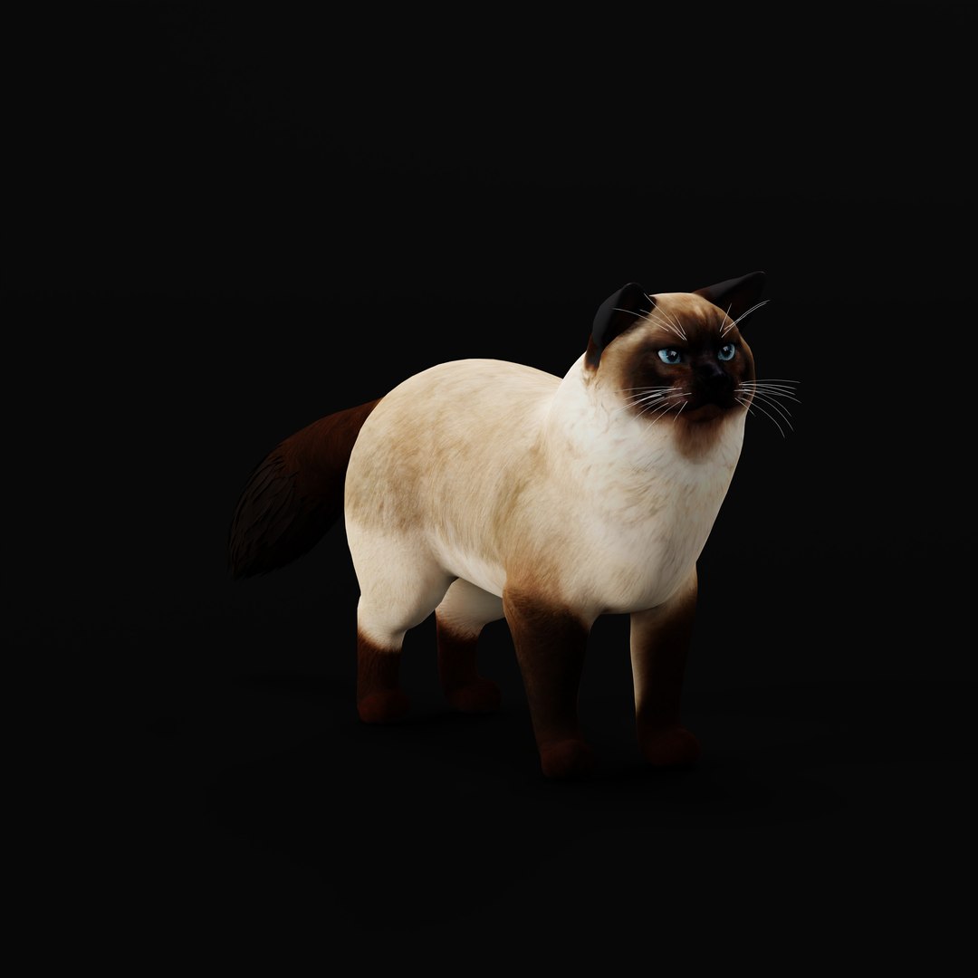 Ragdoll Cat Model - TurboSquid 2334469