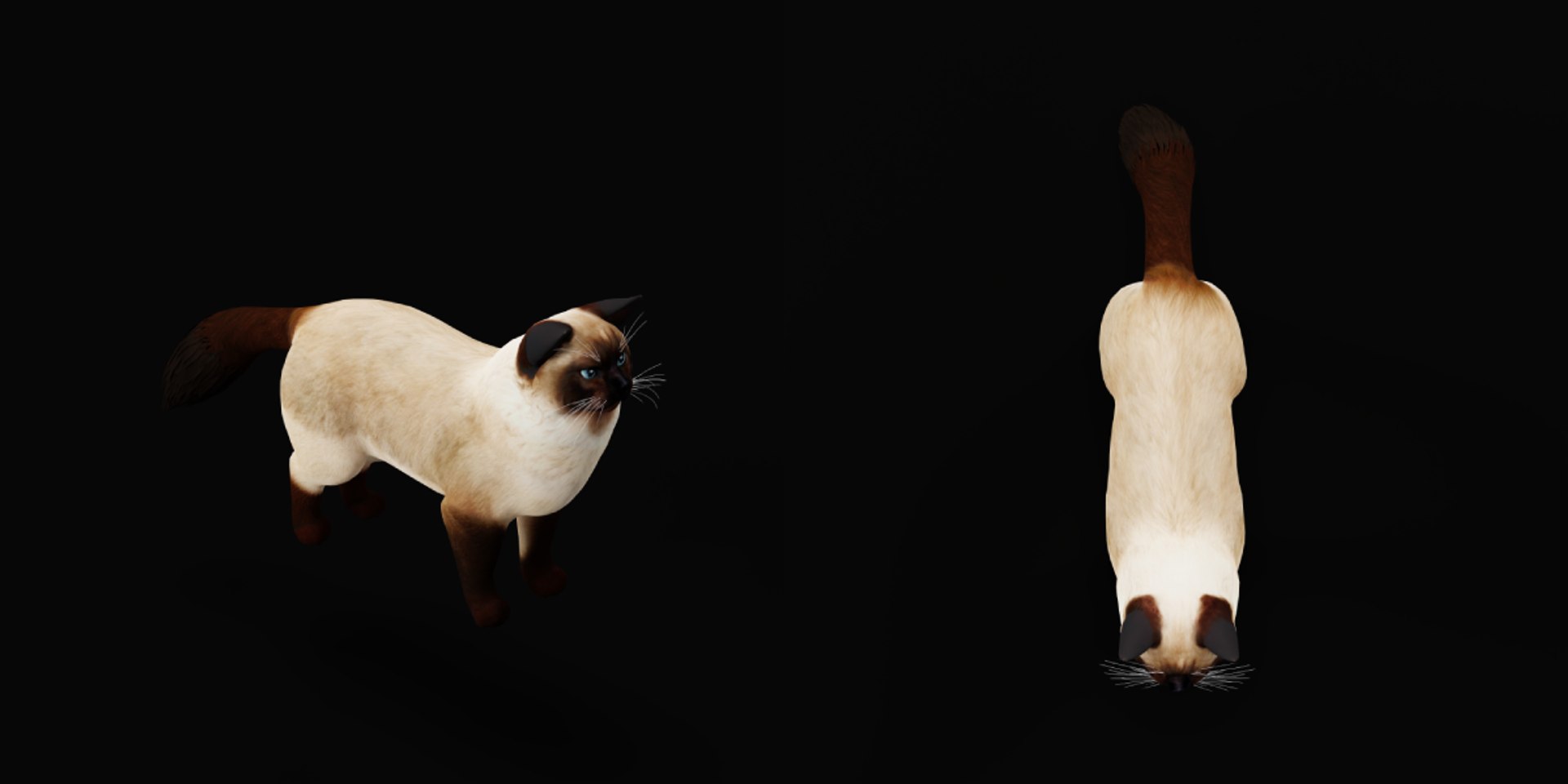 Ragdoll Cat Model - TurboSquid 2334469