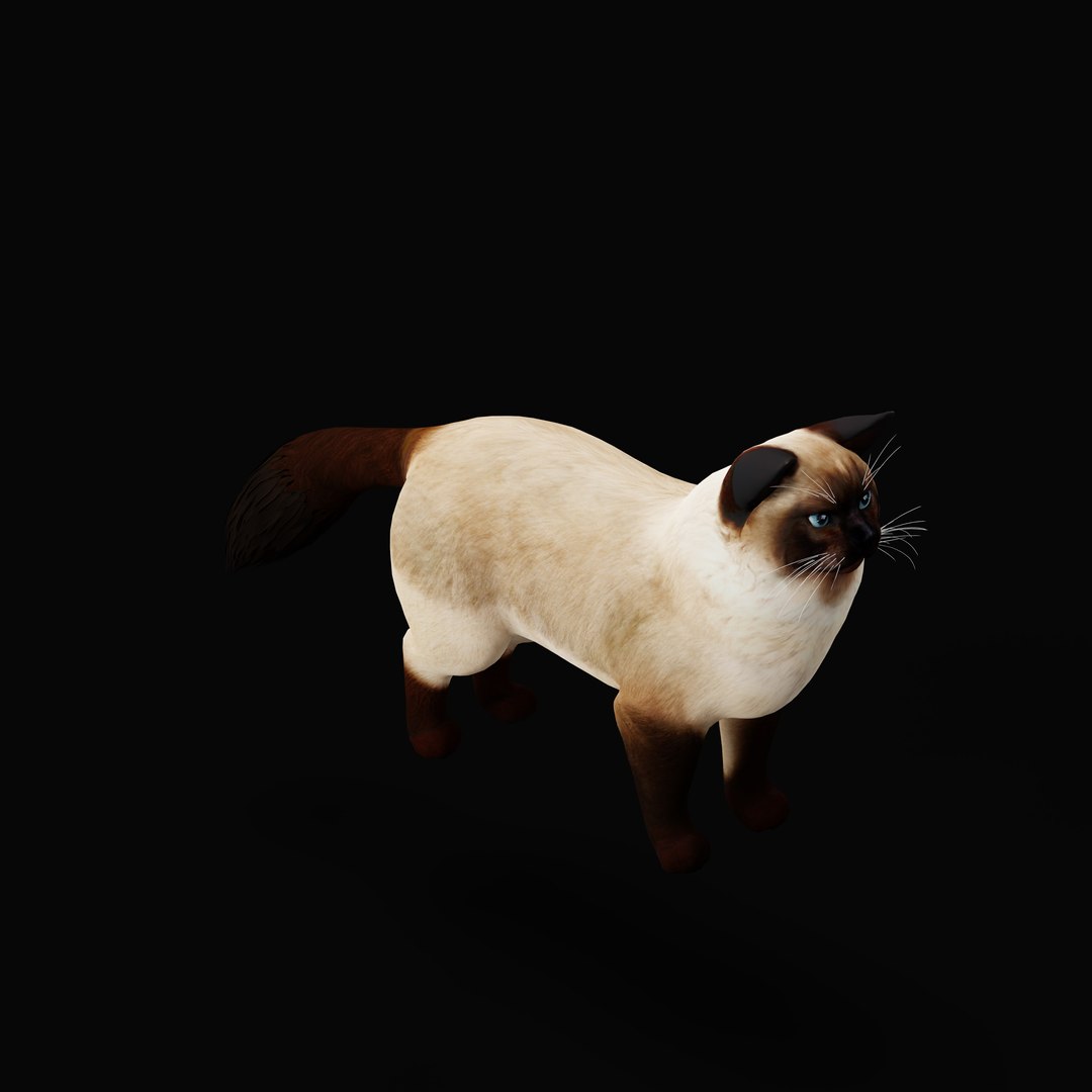 Ragdoll Cat Model - TurboSquid 2334469