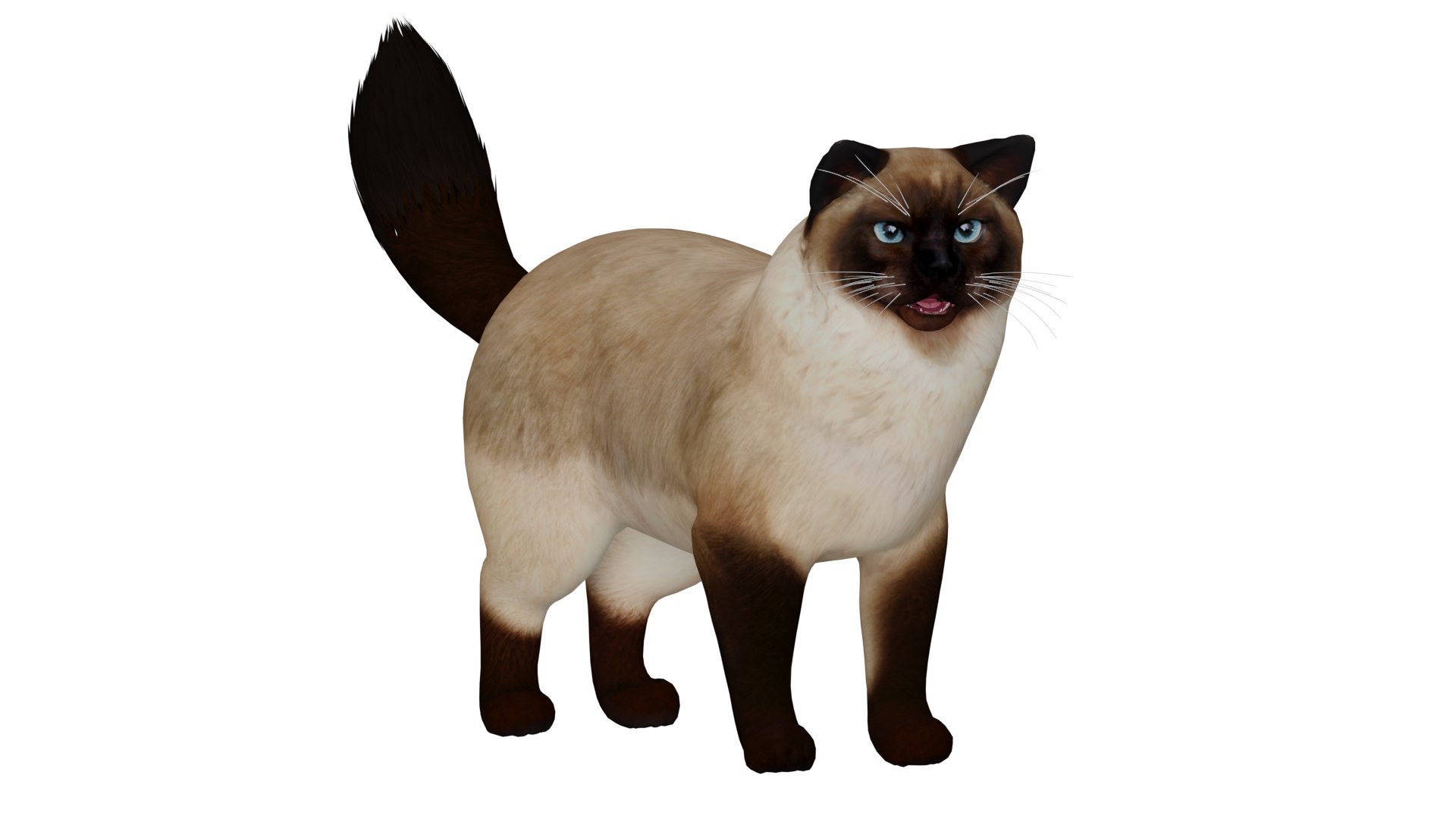 Ragdoll Cat Model - TurboSquid 2334469