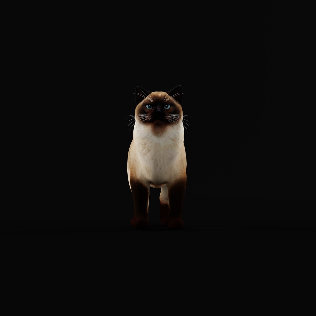 Ragdoll Cat Model - TurboSquid 2334469