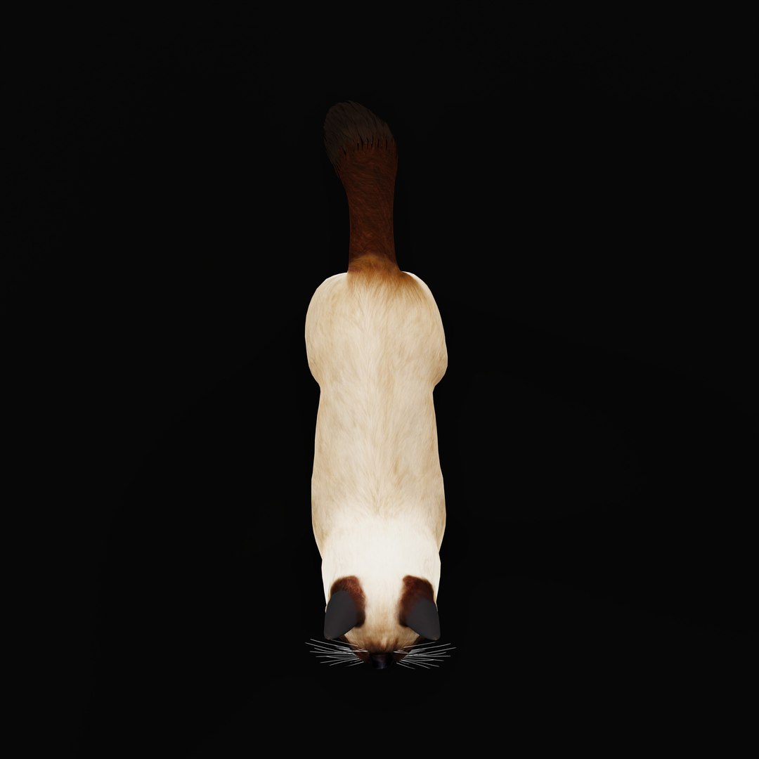 Ragdoll Cat Model - TurboSquid 2334469