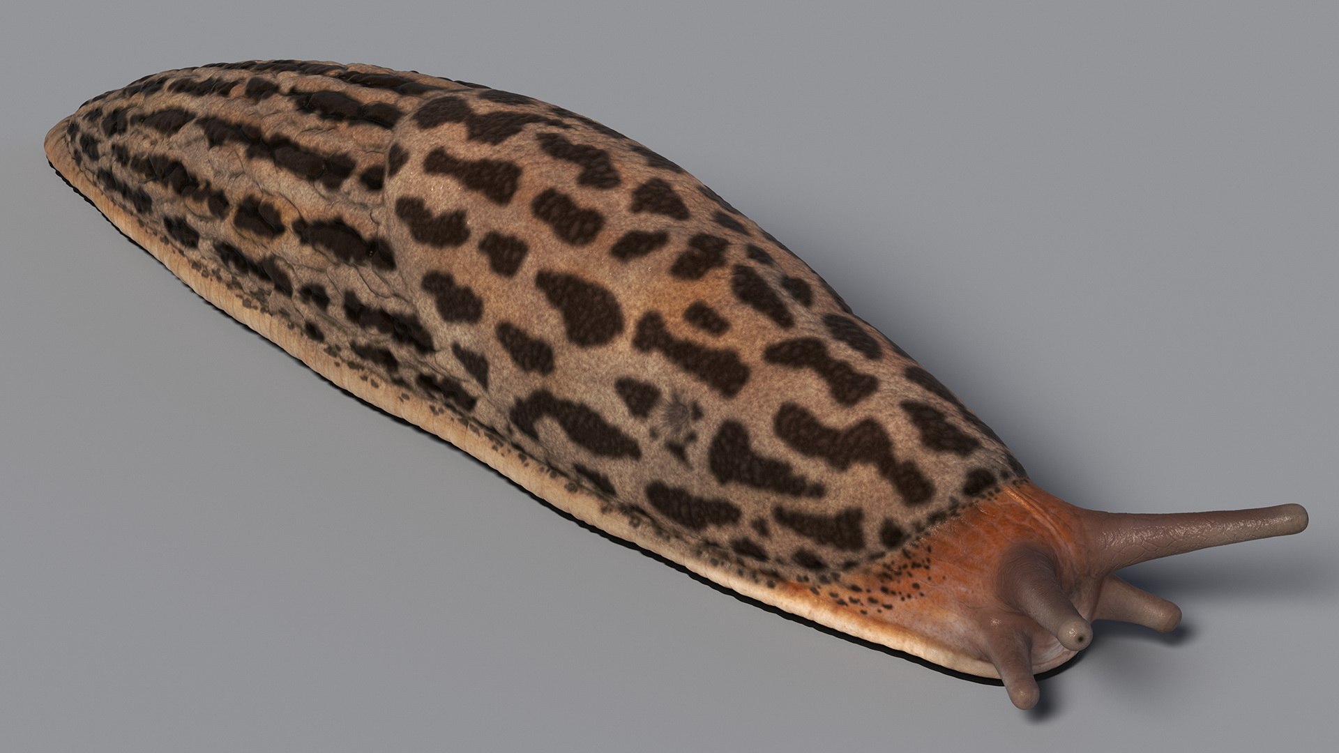 3D model Great Grey Slug https://p.turbosquid.com/ts-thumb/qs/VFZNHS/6x/greatgreyslug3dmodel008/jpg/1673623572/1920x1080/fit_q87/8e36912afc1424588add9c5ca0d4fa345a508dc7/greatgreyslug3dmodel008.jpg