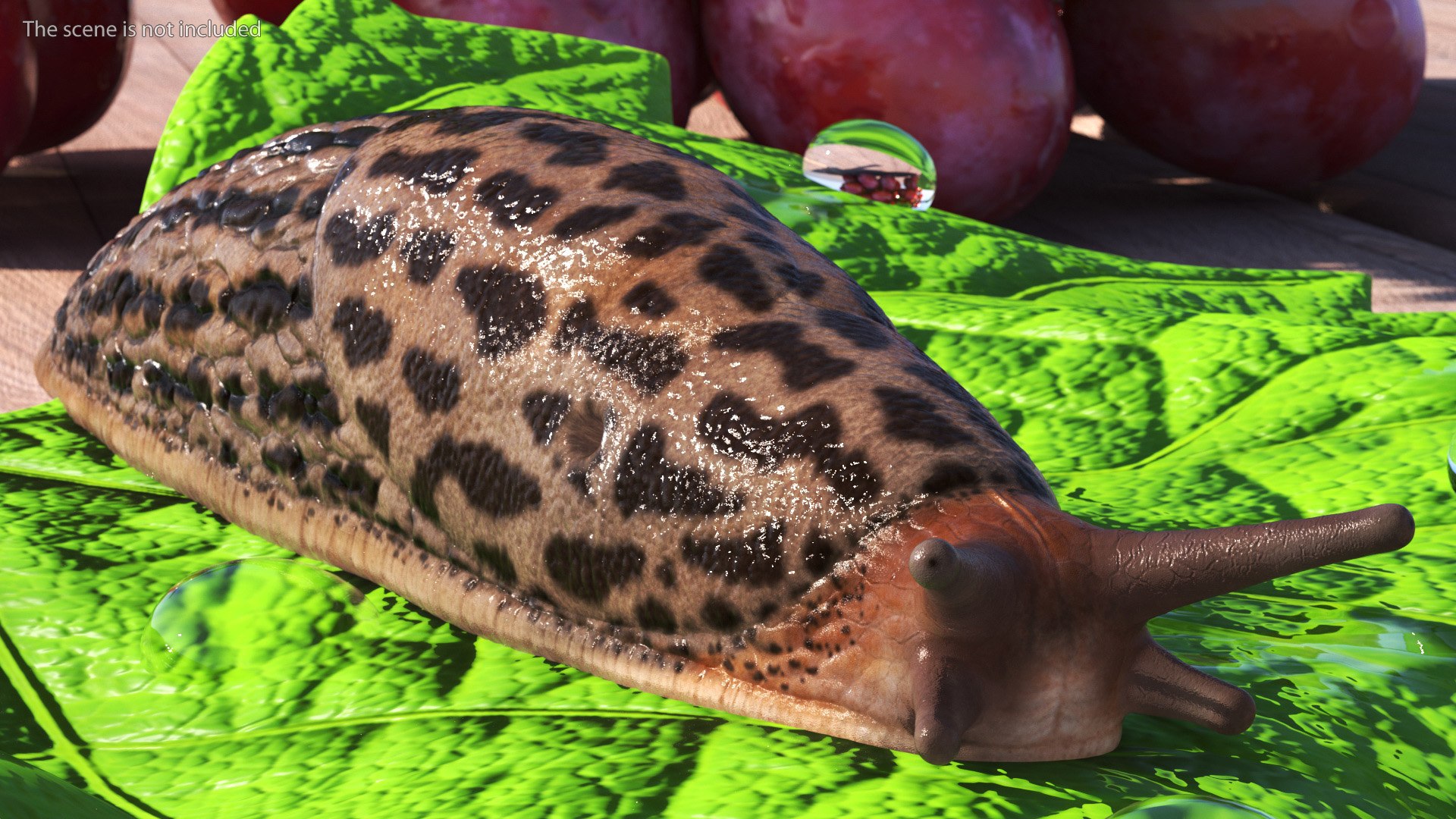 3D model Great Grey Slug https://p.turbosquid.com/ts-thumb/qs/VFZNHS/nU/greatgreyslug3dmodel002/jpg/1673623553/1920x1080/fit_q87/2baeff24523b2b755df577528fb527f883122785/greatgreyslug3dmodel002.jpg