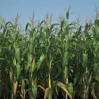 Corn Field