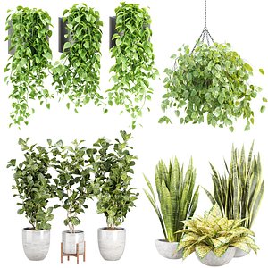3D Houseplants Bundle Vol 01 3D Model