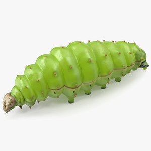 3D Silkworm Green Rigged for Maya