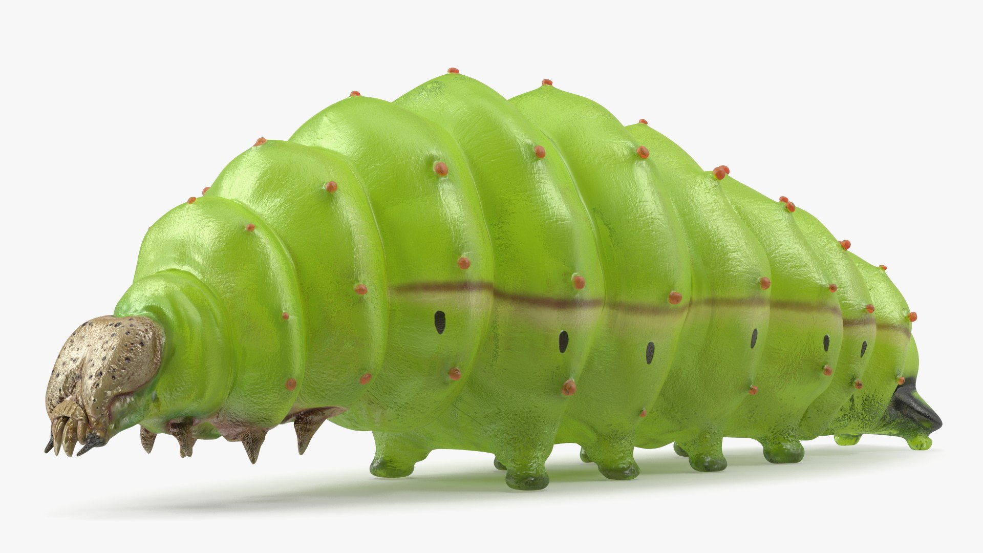 Silkworm Green Rigged for Maya 3D model preview