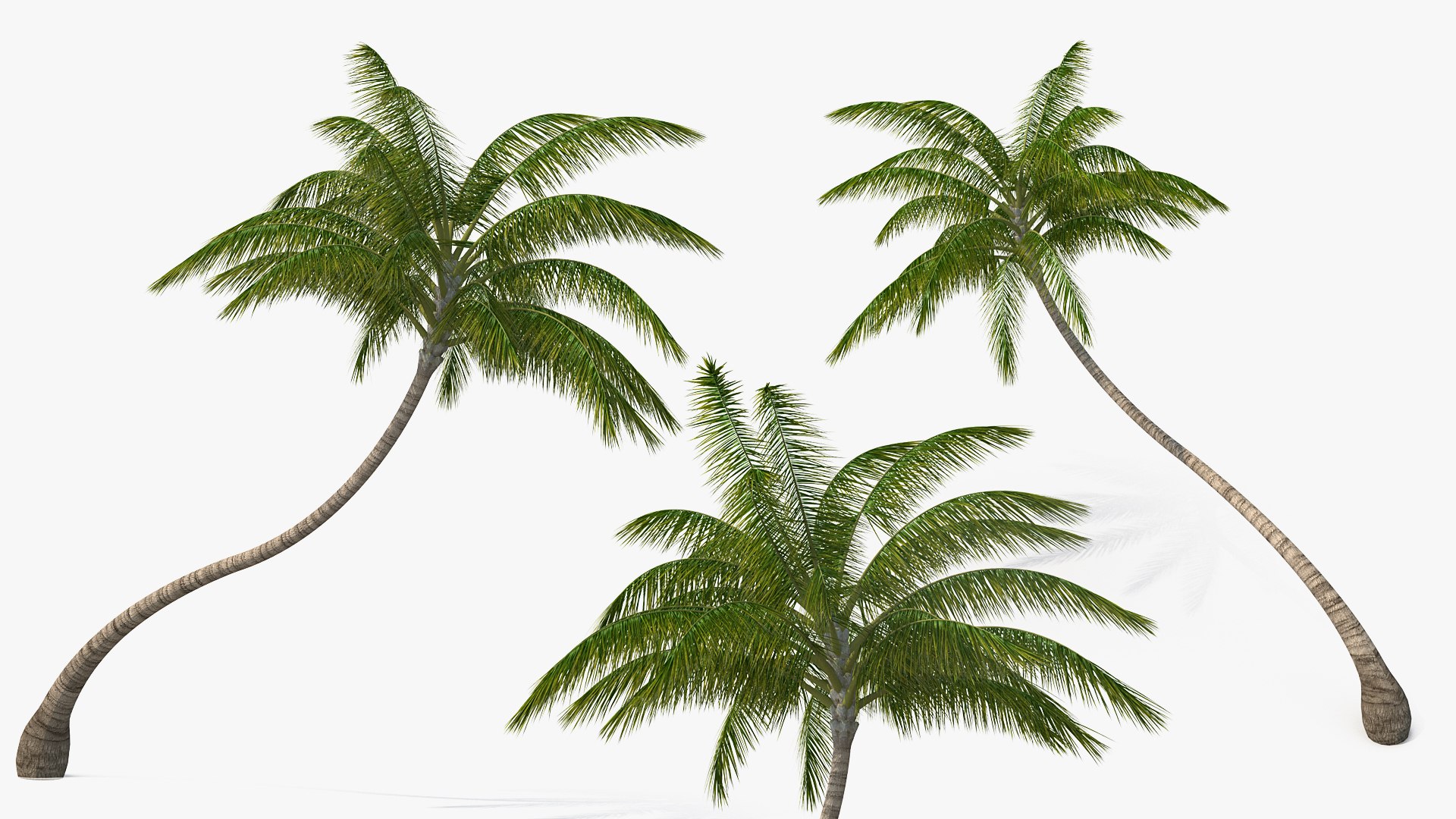 desert tropical island palm tree 3D model https://p.turbosquid.com/ts-thumb/qs/rBMy6Y/SA5luLYC/deserttropicalislandwithpalmtreevray3dmodel009/jpg/1576994638/1920x1080/fit_q87/c6a621ec401c8ac71b737c1d8425698388e4c5a0/deserttropicalislandwithpalmtreevray3dmodel009.jpg