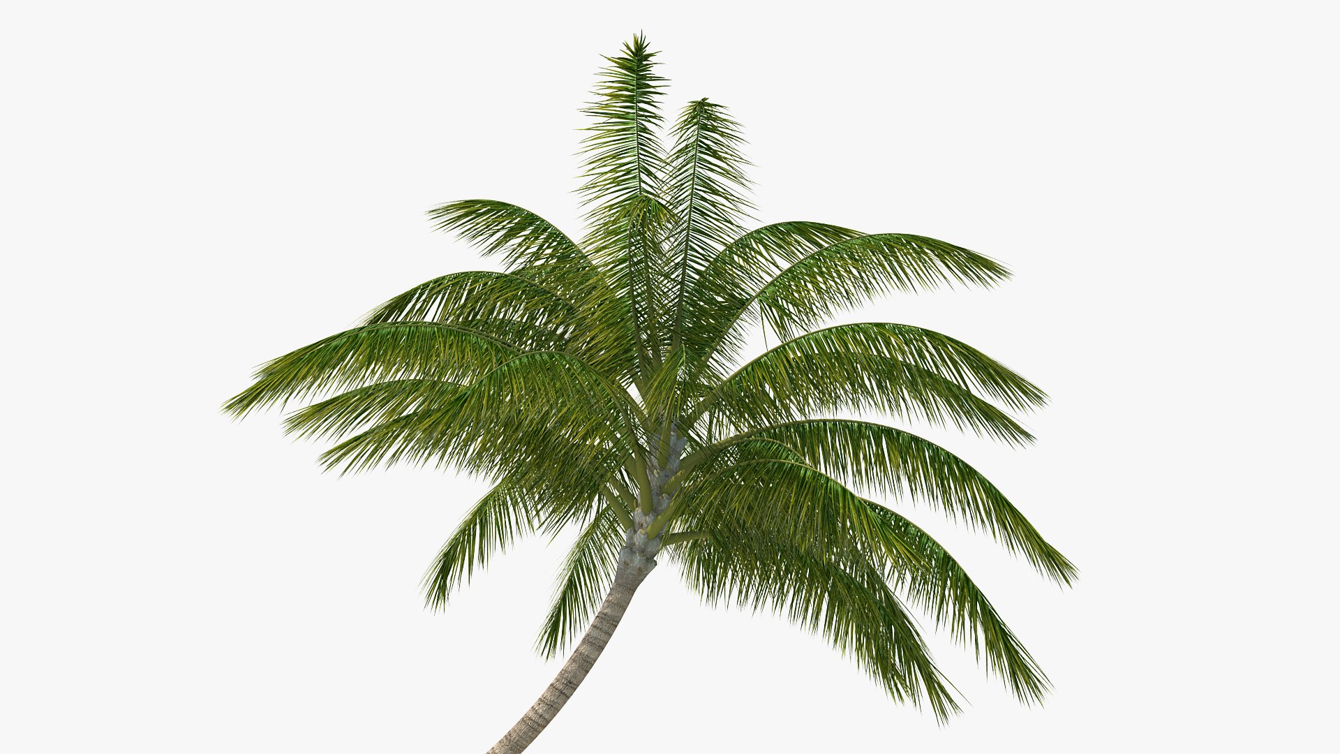 desert tropical island palm tree 3D model https://p.turbosquid.com/ts-thumb/qs/rBMy6Y/vaUoqJgj/deserttropicalislandwithpalmtreevray3dmodel008/jpg/1576994633/1920x1080/fit_q87/d7f00ea5c385e9330e280e4be8b1a782ad01ed1c/deserttropicalislandwithpalmtreevray3dmodel008.jpg