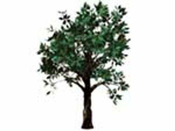 3d orchard tree model
