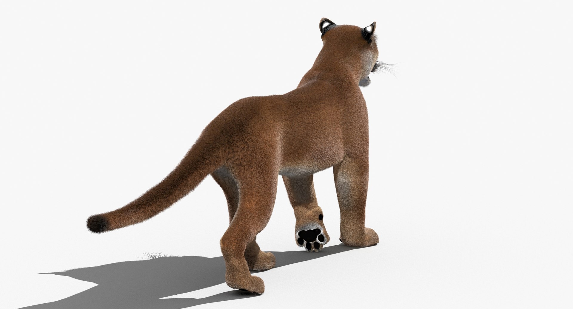 cougar fur animation cat 3d model https://p.turbosquid.com/ts-thumb/qs/sAWGA3/3rodgz0U/cougar3dmodelanimatedfur08/jpg/1448304306/1920x1080/fit_q87/17194bf9165b0c22cb3179e5c37810bc085e0cf4/cougar3dmodelanimatedfur08.jpg