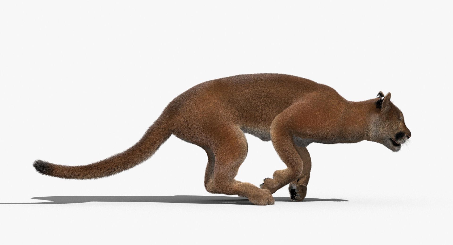 cougar fur animation cat 3d model https://p.turbosquid.com/ts-thumb/qs/sAWGA3/BG7HMmvV/cougar_3d_model_run/jpg/1448536853/1920x1080/turn_fit_q99/13cbdd94eee35e82641f3ff3bd5cd5d2d6032a64/cougar_3d_model_run-1.jpg