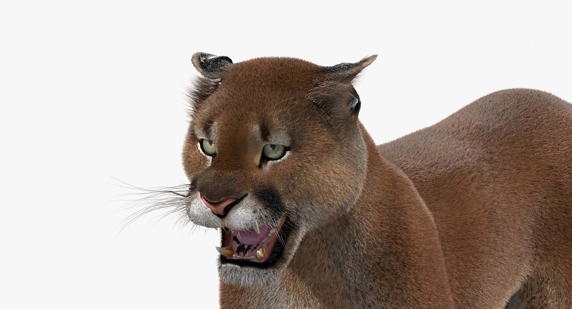 cougar fur animation cat 3d model https://p.turbosquid.com/ts-thumb/qs/sAWGA3/HRUDwI5Q/cougar3dmodelanimatedfur10/jpg/1448304589/1920x1080/fit_q87/5d42231d838a1a1b74a481fe68703326c5271f75/cougar3dmodelanimatedfur10.jpg