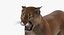 Cougar Animated Fur