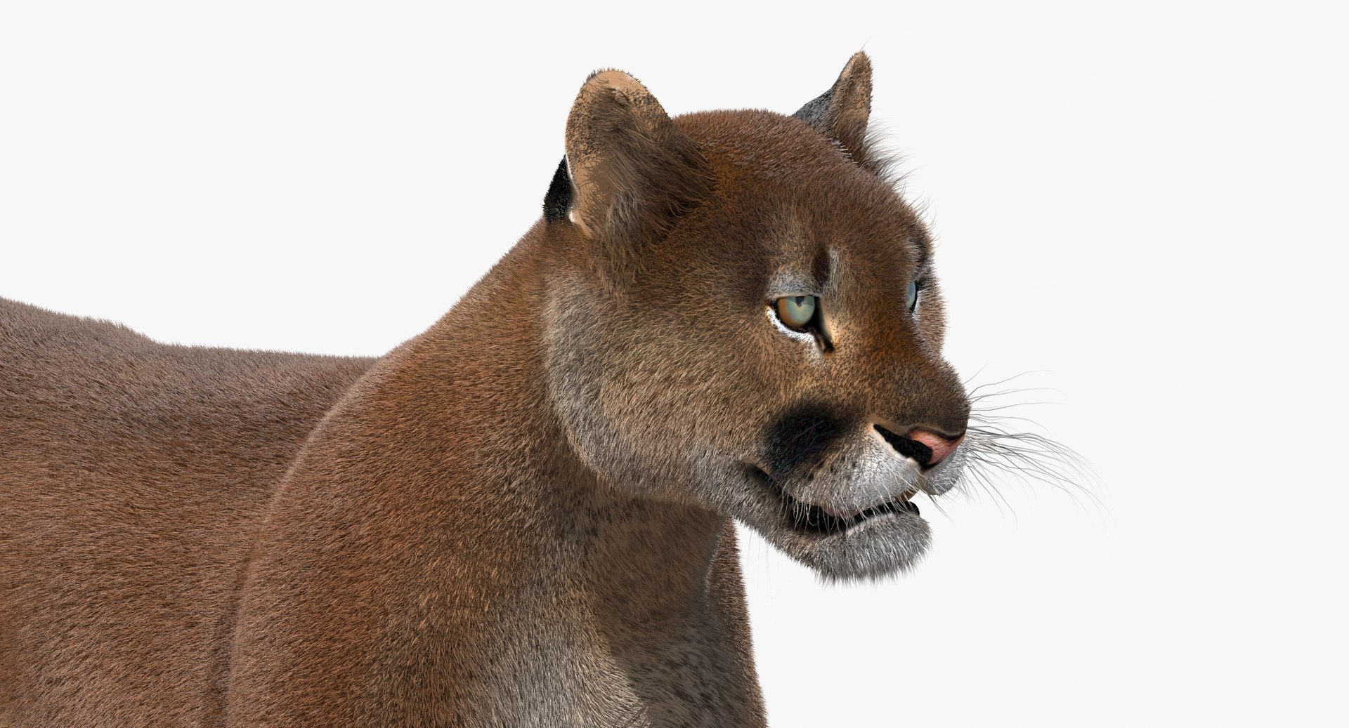 cougar fur animation cat 3d model https://p.turbosquid.com/ts-thumb/qs/sAWGA3/Pn77AJDq/cougar3dmodelanimatedfur12/jpg/1448339332/1920x1080/fit_q87/b22560139dfb8d0872e81136002ed9b178eeff8d/cougar3dmodelanimatedfur12.jpg