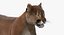 Cougar Animated Fur
