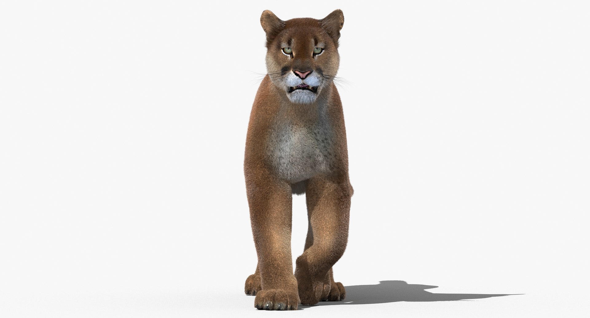 cougar fur animation cat 3d model https://p.turbosquid.com/ts-thumb/qs/sAWGA3/UbA5gGG0/cougar3dmodelanimatedfur05/jpg/1448304306/1920x1080/fit_q87/331893103a2bedafb2712c82106cf1f18e9262cf/cougar3dmodelanimatedfur05.jpg
