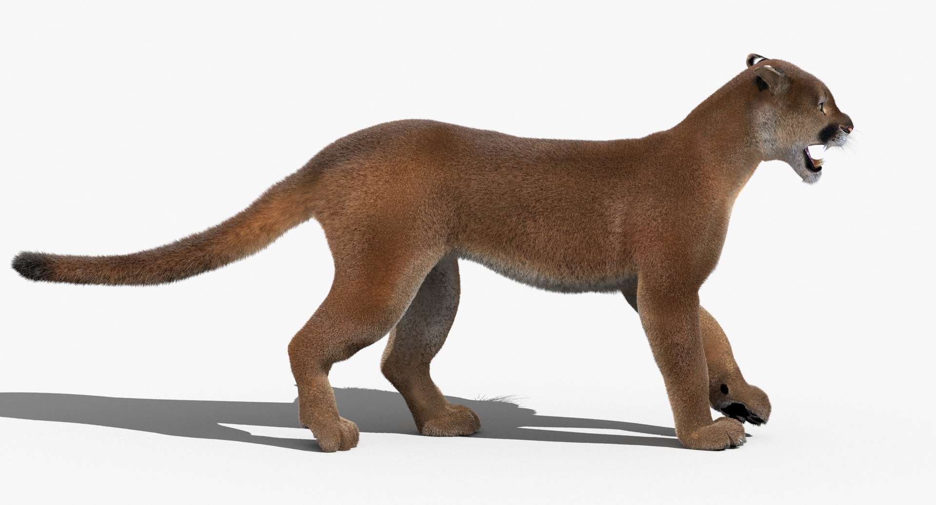 cougar fur animation cat 3d model https://p.turbosquid.com/ts-thumb/qs/sAWGA3/YYSRRxW9/cougar3dmodelanimatedfur07/jpg/1448304306/1920x1080/fit_q87/6755355810ee057c1a8bd7dc91279e61c0d050b6/cougar3dmodelanimatedfur07.jpg