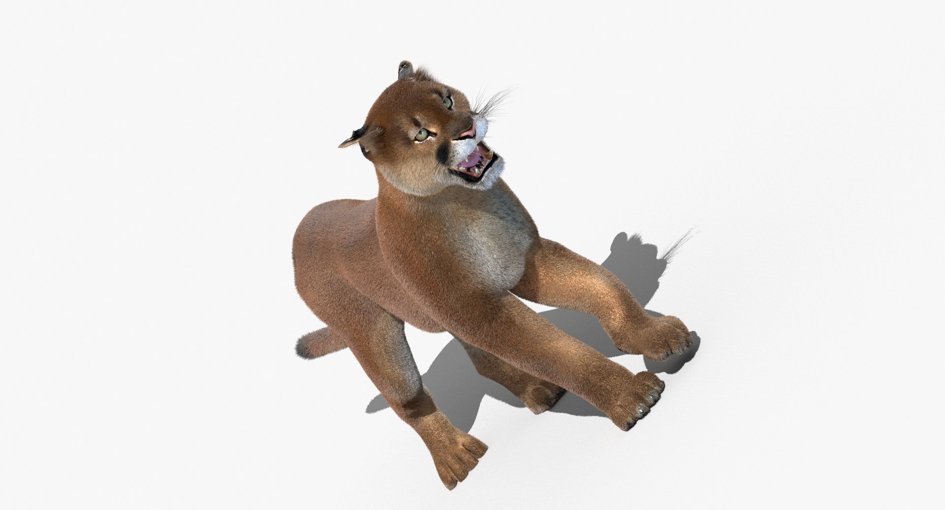 cougar fur animation cat 3d model https://p.turbosquid.com/ts-thumb/qs/sAWGA3/evBKdQno/cougar3dmodelanimatedfur06/jpg/1448304306/1920x1080/fit_q87/4e21ee1ac8f3c3578fc5367cb609e276b932e3bf/cougar3dmodelanimatedfur06.jpg