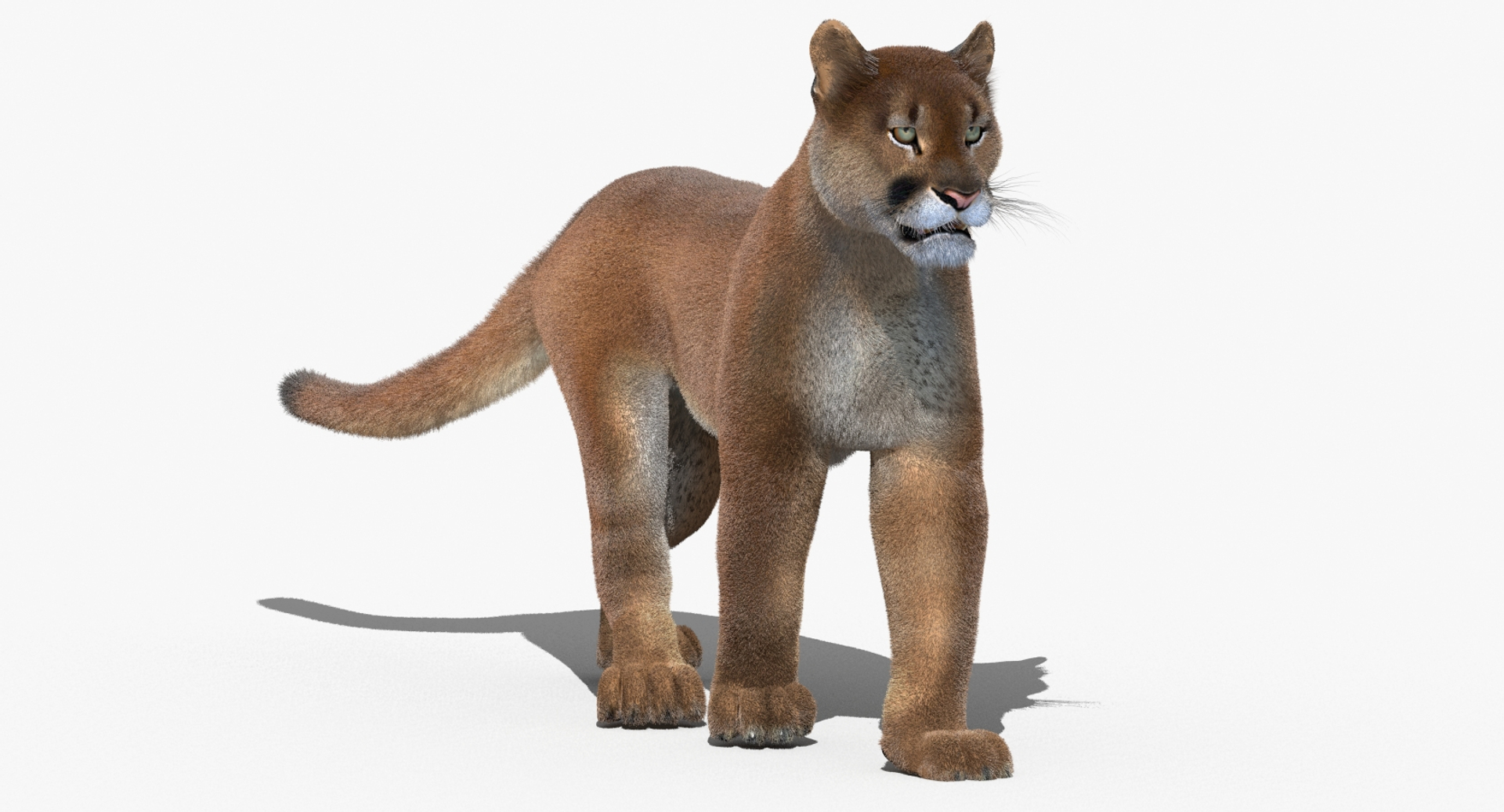 cougar fur animation cat 3d model https://p.turbosquid.com/ts-thumb/qs/sAWGA3/fZGQSMX3/cougar_3d_model_walk/jpg/1448536829/1920x1080/turn_fit_q99/3b82b0af899cfae9f5caefed1628d8ea7f55f201/cougar_3d_model_walk-1.jpg