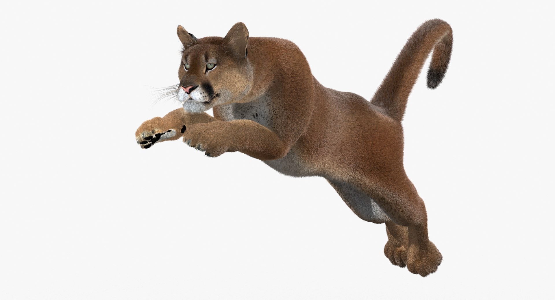 cougar fur animation cat 3d model https://p.turbosquid.com/ts-thumb/qs/sAWGA3/gfprPcYP/cougar3dmodelanimatedfur04/jpg/1448304305/1920x1080/fit_q87/8467095337d3c3b77a0ab581ef2c5aab0ffc8761/cougar3dmodelanimatedfur04.jpg