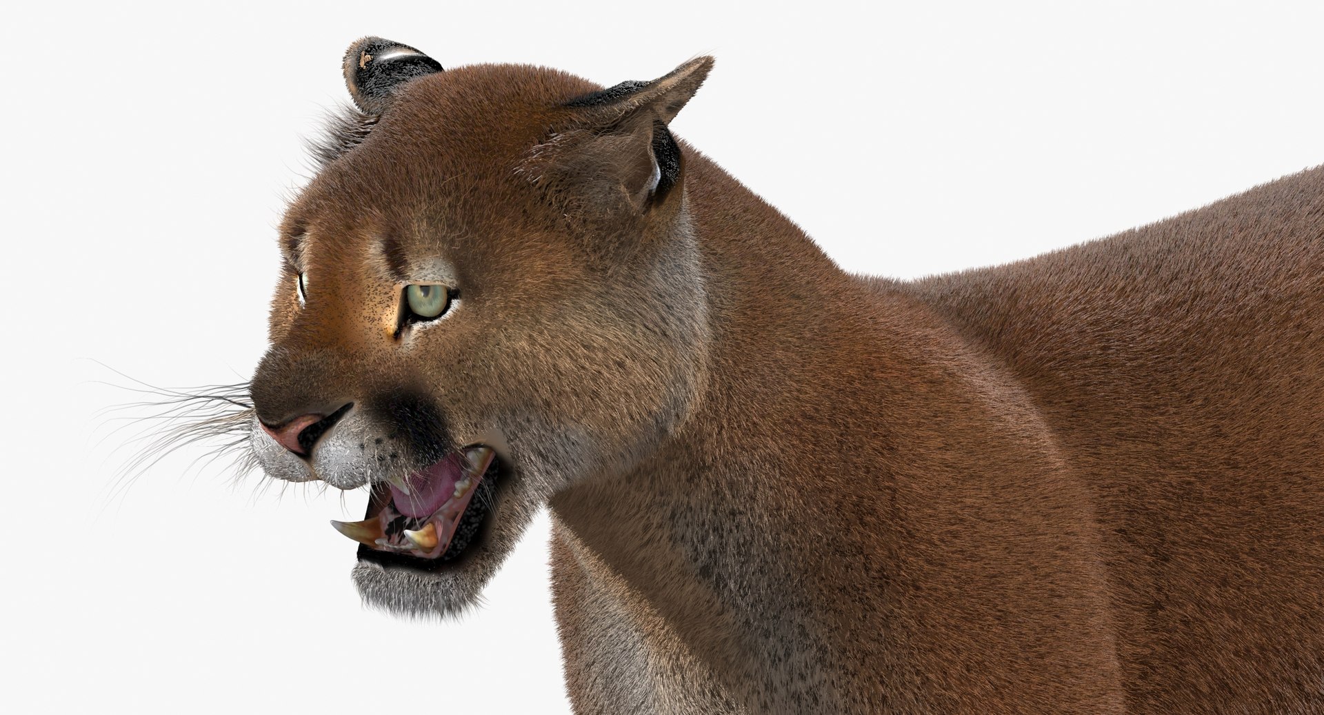 cougar fur animation cat 3d model https://p.turbosquid.com/ts-thumb/qs/sAWGA3/otBANNHQ/cougar3dmodelanimatedfur11/jpg/1448339209/1920x1080/fit_q87/2125b895e44042231eba98c42270dc83f57d6aba/cougar3dmodelanimatedfur11.jpg