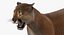 Cougar Animated Fur