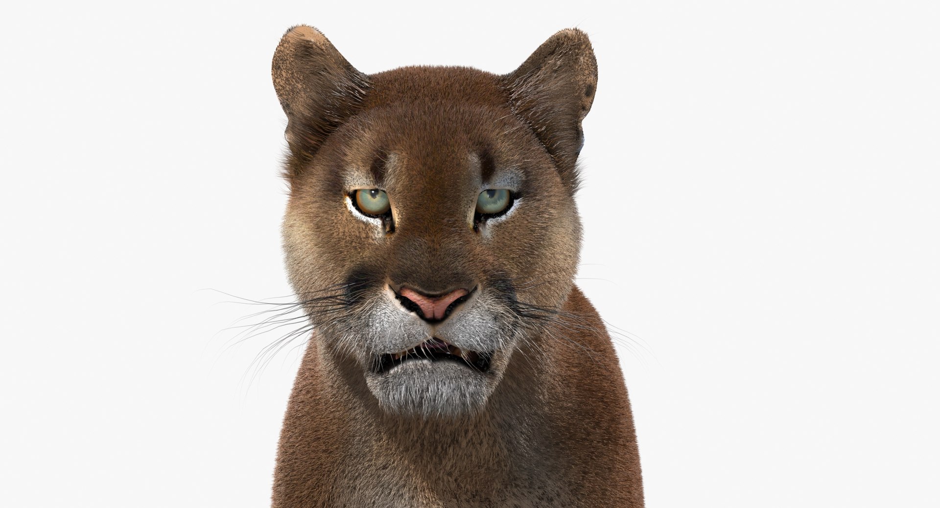 cougar fur animation cat 3d model https://p.turbosquid.com/ts-thumb/qs/sAWGA3/xj4aLUg1/cougar3dmodelanimatedfur13/jpg/1448538110/1920x1080/fit_q87/7b7c854dafcfe3aa2825516d8ea052953b8d18a1/cougar3dmodelanimatedfur13.jpg